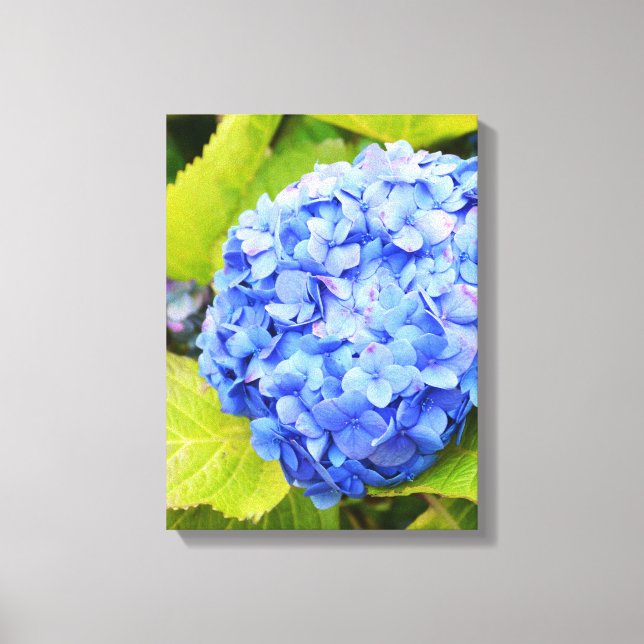 Blue hydrangea canvas print (Front)