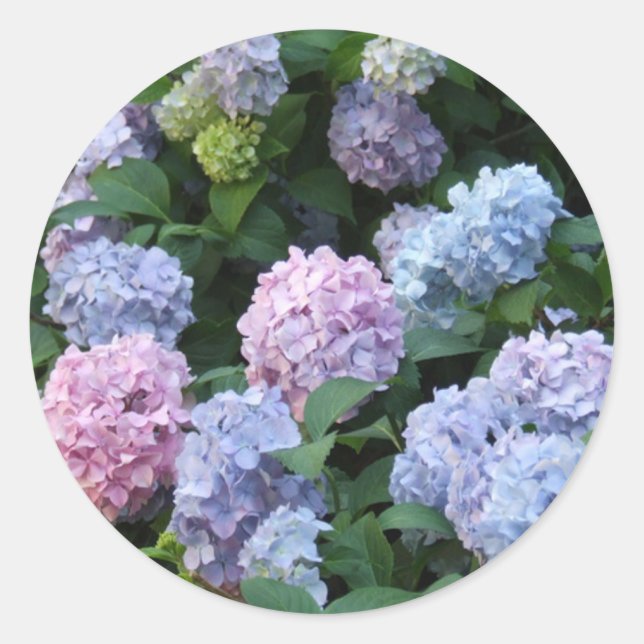 Blue Hydrangea Classic Round Sticker (Front)