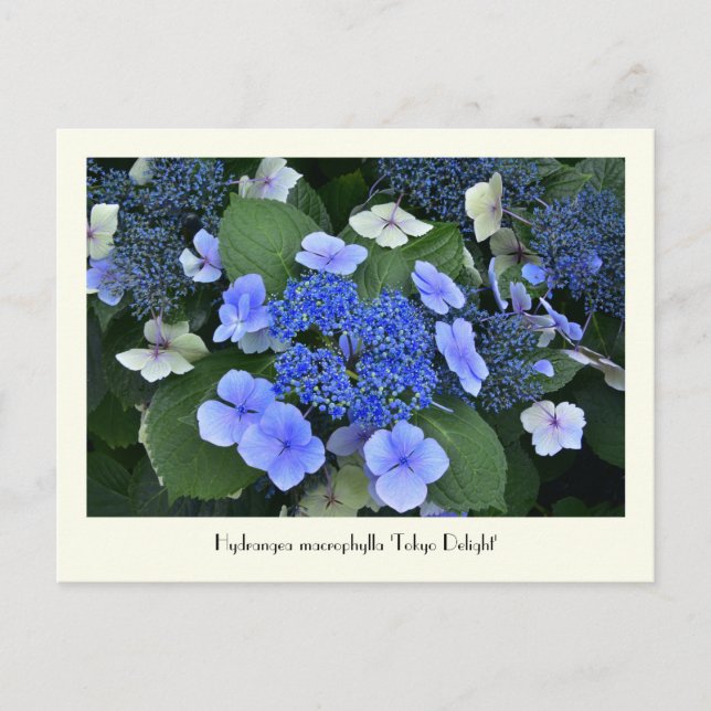 Blue Hydrangea Collectable Flower Postcards (Front)