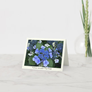 Blue Hydrangea Collectable Greeting Cards