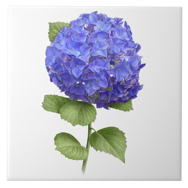 Blue Hydrangea Flower Botanical Art  Tile (Front)