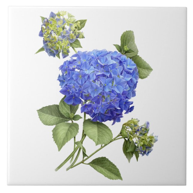 Blue Hydrangea Flower Botanical Art  Tile (Front)