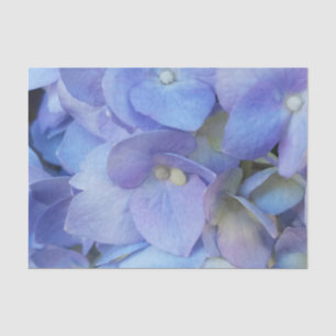 blue hydrangea flower closeup tissue paper