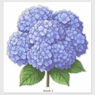 Blue Hydrangea Flower Cluster With Green Leaves