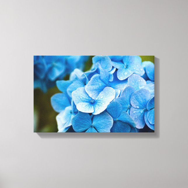 Blue Hydrangea flower Impression de toile (Recto)