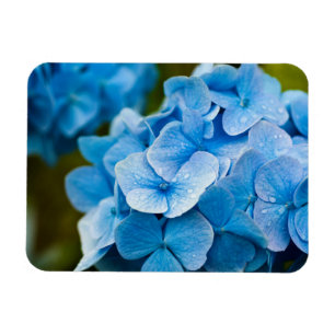 Blue Hydrangea flower Magnet