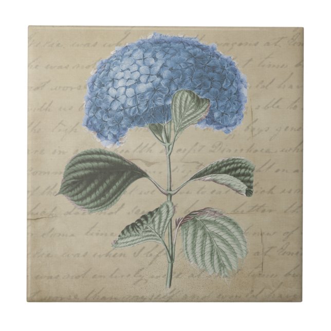 Blue Hydrangea Flower on Vintage Parchment Tile (Front)