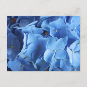 Blue Hydrangea Flower Photography Postcard