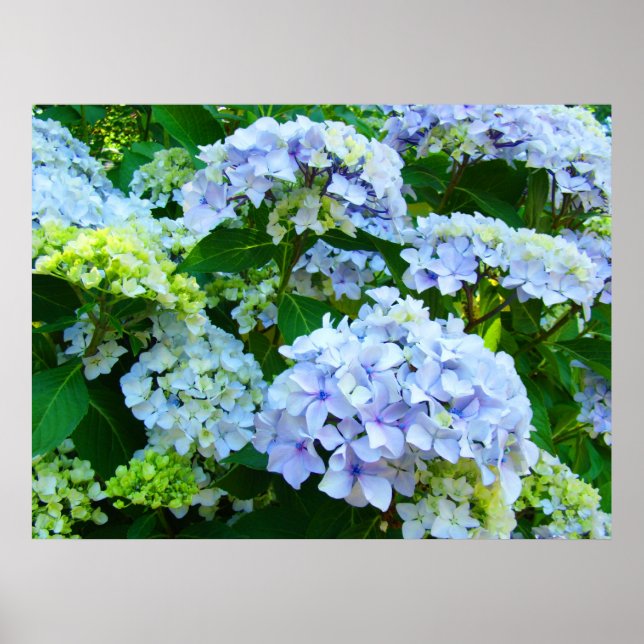 Blue Hydrangea Flowers art prints Botanical Garden (Front)