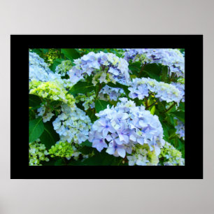 Blue Hydrangea Flowers art prints Green Garden