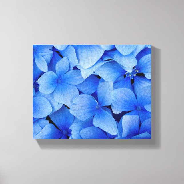 Blue Hydrangea Flowers Canvas Print (Front)