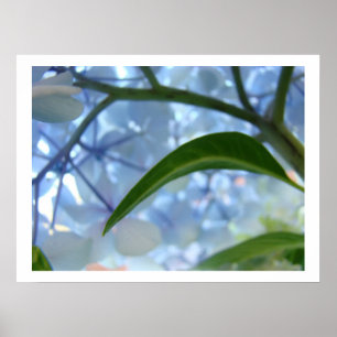 Blue Hydrangea Flowers Fine Art Prints Flowers