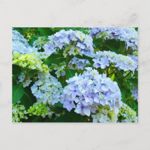 Blue Hydrangea Flowers Garden postcards Botanical