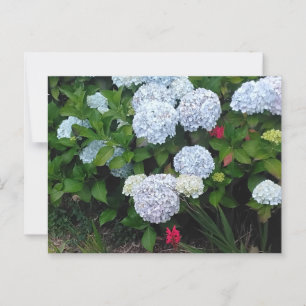 Blue Hydrangea Flowers in Summer Garden Postcard