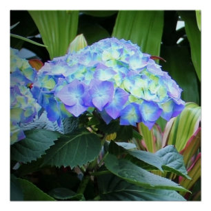 Blue Hydrangea Flowers Poster