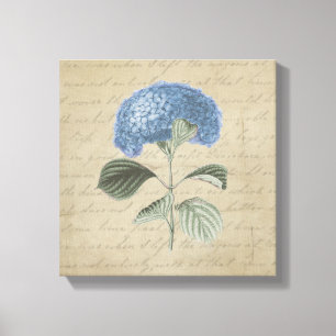 Blue Hydrangea on Vintage Calligraphy Canvas Print