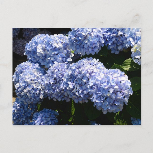 Blue Hydrangea Postcard (Front)