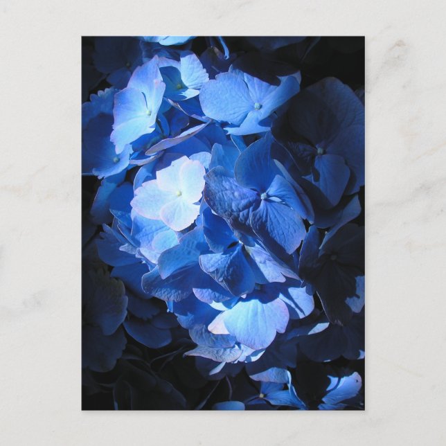 Blue Hydrangea - Postcard (Front)