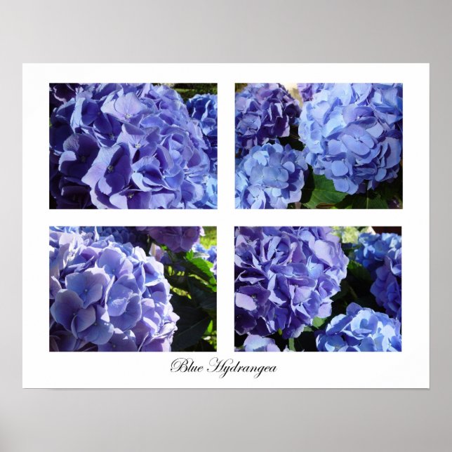 blue hydrangea poster (Front)
