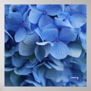 Blue Hydrangea Poster
