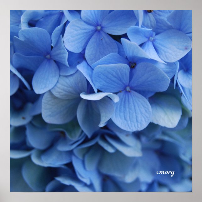Blue Hydrangea Poster (Front)