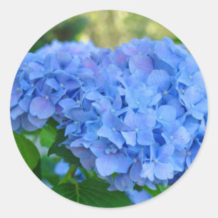 Blue Hydrangea stickers Summer Hydrangea Garden