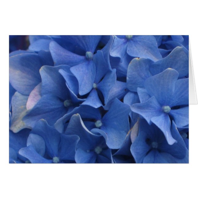 Blue Hydrangeas (Front Horizontal)