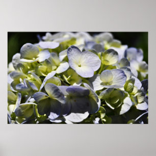 Blue Hydrangeas Flowers Poster