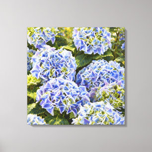 Blue Hydrangeas in Golden Garden Light Canvas Print