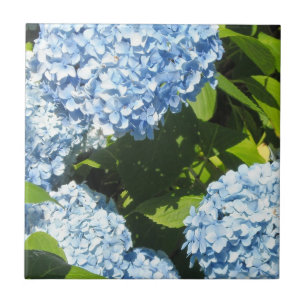 Blue Hydrangeas in the Sun Tile