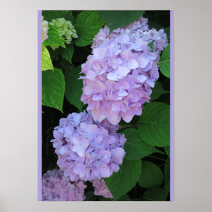 Blue Hydrangeas (Photo) Poster