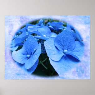 Blue Hydrangeas - Poster