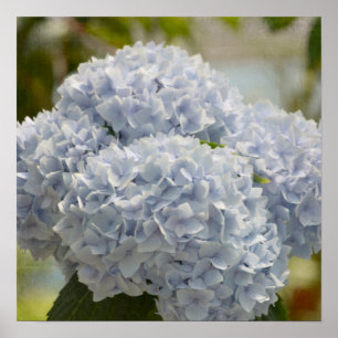 Blue Hydrangeas Poster