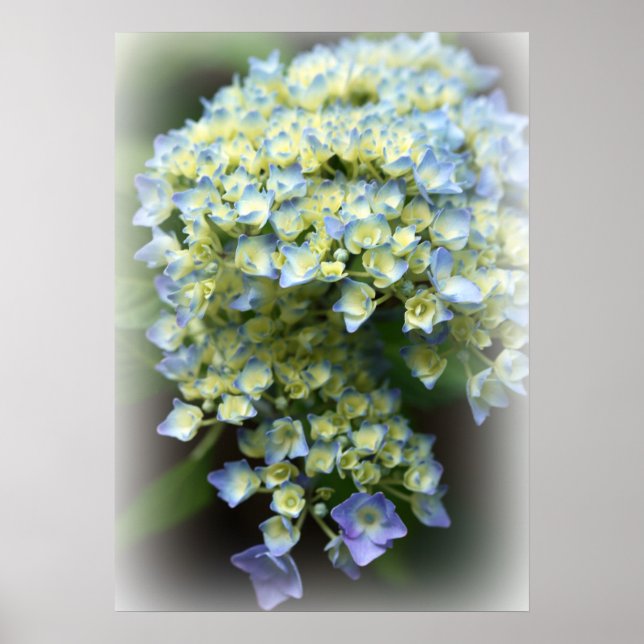 Blue Hydrengea Poster (Front)