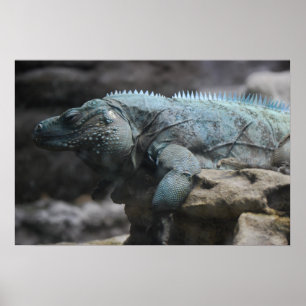 Blue Iguana Print