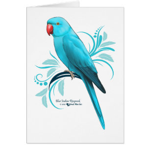 Blue Indian Ringneck Parrot