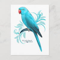 Blue Indian Ringneck Parrot