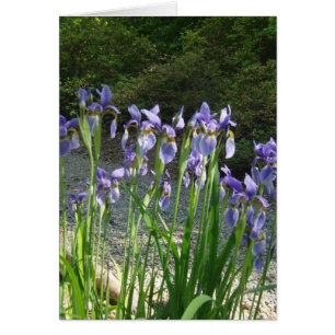 Blue Iris