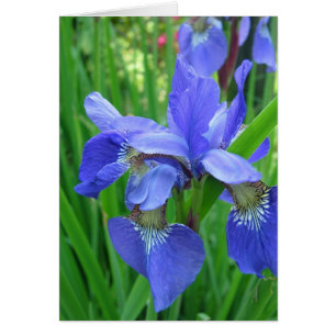 blue iris