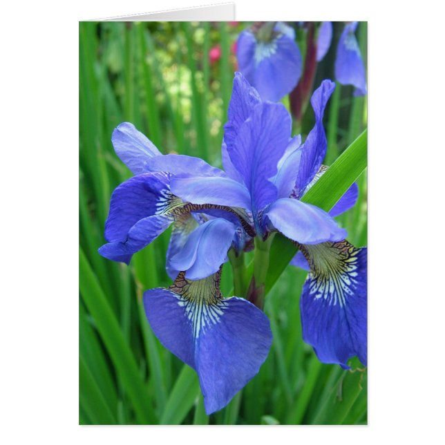 blue iris (Front)