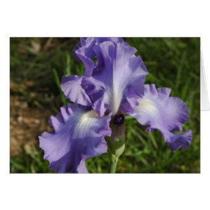 Blue Iris