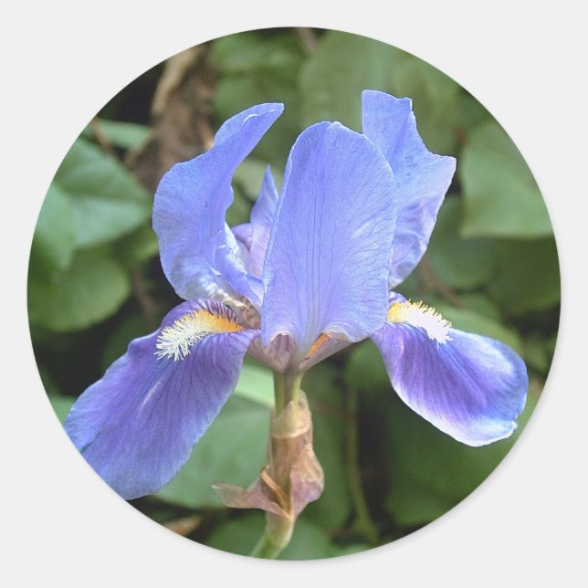 Blue Iris 3 Classic Round Sticker (Front)