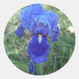 Blue Iris 5 Classic Round Sticker