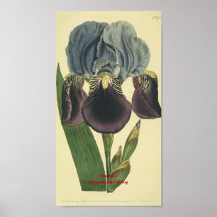 Blue Iris Botanical Print