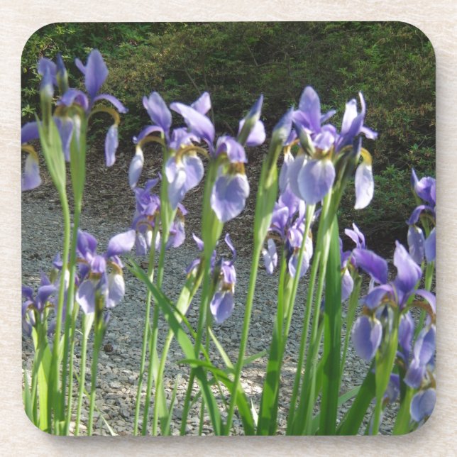 Blue Iris Coaster (Front)