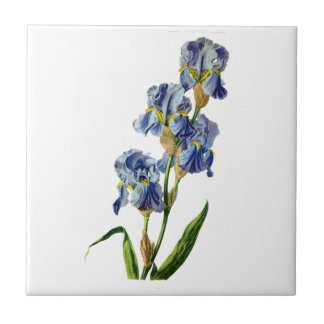 Blue Iris Drawn From Nature by Gerard van Spaendon Tile