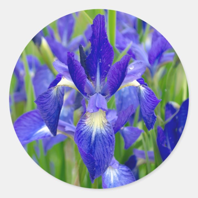 Blue Iris Flower Stickers (Front)