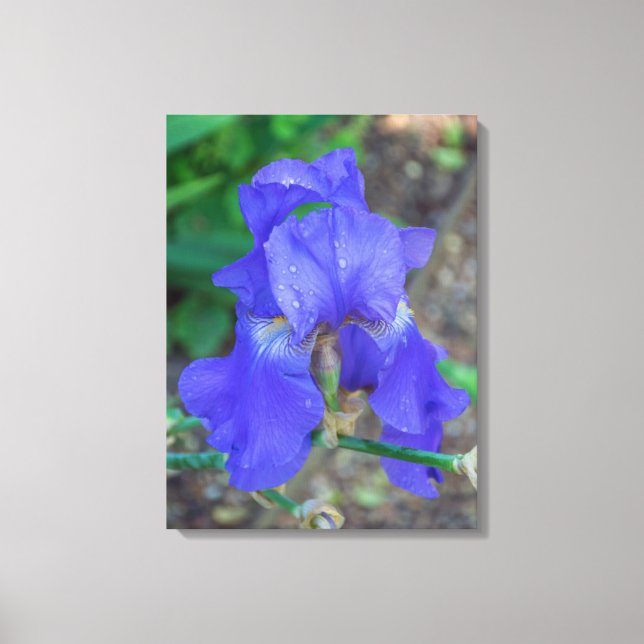 Blue iris flower view canvas print (Front)