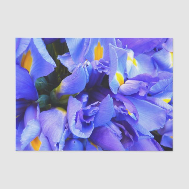 Blue Iris flowers Tissue Paper (Front)
