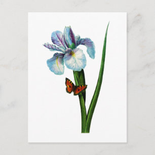Blue Iris with Butterfly by Redoute Postcard